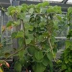 Cissus rotundifolia Habit