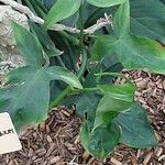 Philodendron camposportoanum ഇല