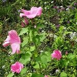 Lavatera trimestris Celota