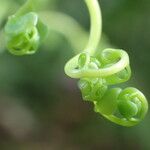 Adiantum trapeziforme पत्ता