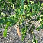 Dalbergia melanoxylon Лист