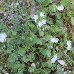 Phacelia bipinnatifida Hábitos