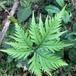 Doryopteris concolor Leaf