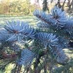 Picea engelmannii ᱥᱟᱠᱟᱢ