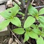 Helianthus petiolarisഇല