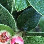 Cotoneaster franchetiiFlower