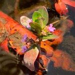 Ammannia crassicaulis Flor