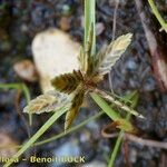 Cyperus flavescens Arall