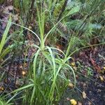 Dracophyllum longifolium ഇല