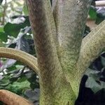 Alocasia boa