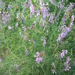 Vicia dalmatica অভ্যাস