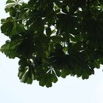 Cussonia brieyi Folha