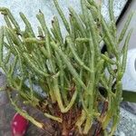 Salicornia bigelovii 葉