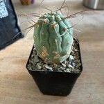 Matucana madisoniorum 葉