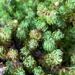 Alchemilla holosericea Blad