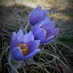 Pulsatilla grandis Flor