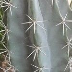 Stenocereus stellatus Levél