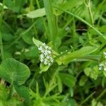 Valeriana woodsiana Květ