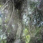 Rhoicissus tomentosa Bark