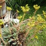 Sedum rupestreFlower