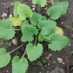Doronicum orientale Likasa
