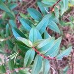 Hypericum patulum ഇല