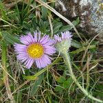 Erigeron uniflorus 整株植物