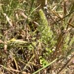 Trisetum paniceum 葉