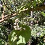 Cordia dentata Φρούτο