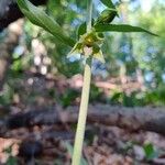 Epipactis leptochila Flower