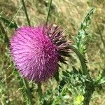 Carduus nutans Lorea