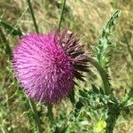 Carduus nutans Flower