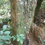Heisteria parvifolia Bark