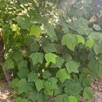 Alangium platanifolium Hoja