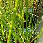 Cyperus longus Corteza