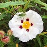 Cistus inflatus പുഷ്പം