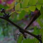 Gleditsia sinensis Folio