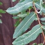 Salix purpurea Blad