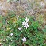 Centaurium pulchellumKukka