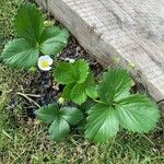 Fragaria viridisFlower