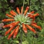 Leonotis nepetifolia Virág