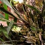 Polystachya carnosa Flor