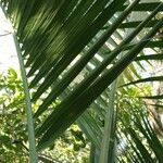 Archontophoenix alexandrae Leaf