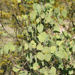 Bauhinia lunarioides Хабит