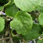 Saintpaulia ionantha Hoja