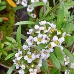 Lobularia maritimaFlower