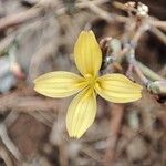 Lactuca vimineaFloare