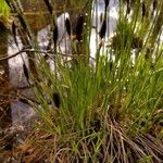 Carex stricta Fiore