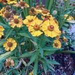 Helenium autumnaleFlower