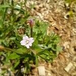 Epilobium roseum Цветок